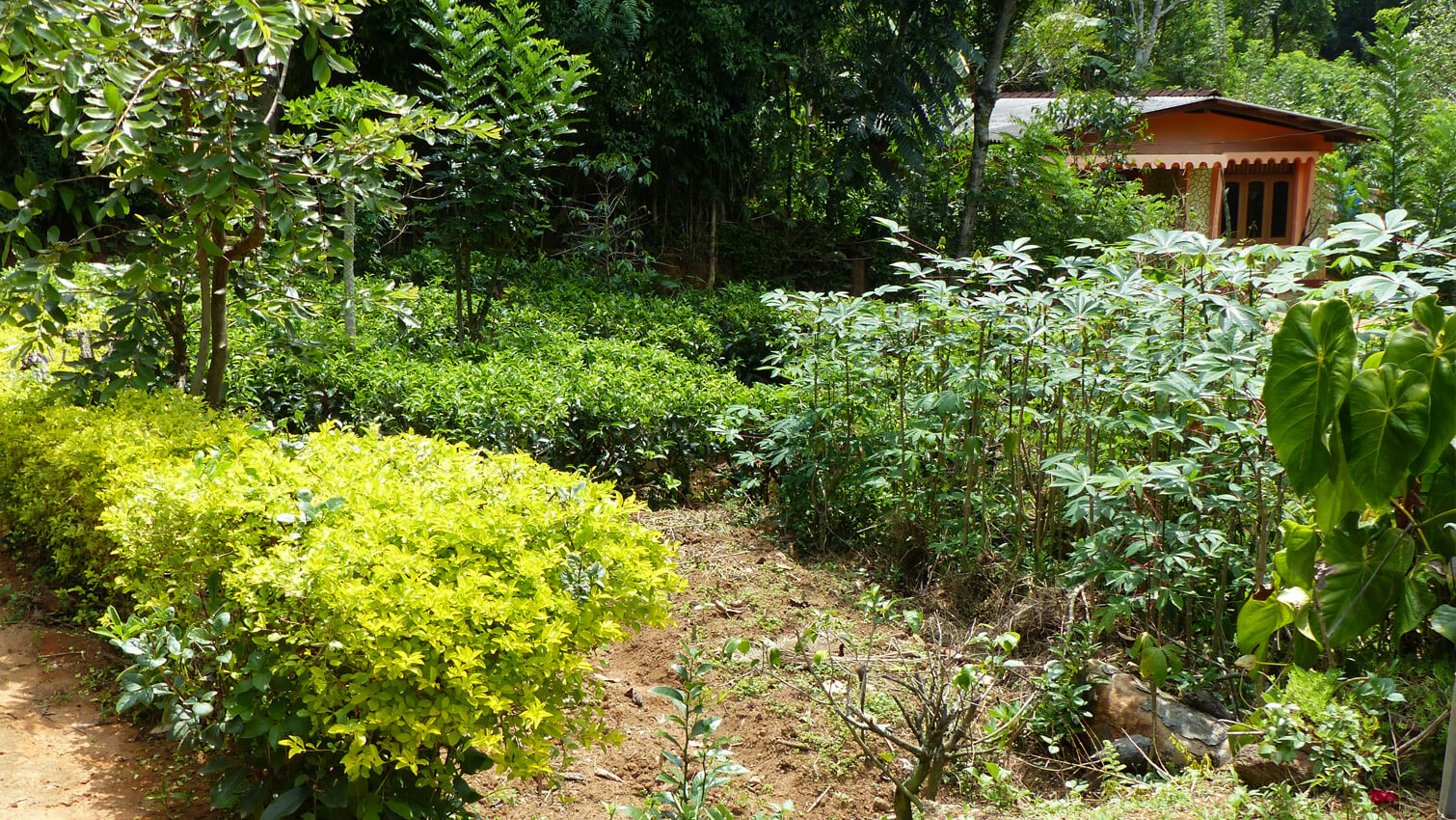Jardin agroforestier muscade moulue - CoopÃ©rative SOFA au Sri Lanka